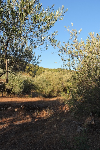 Early morning in the olive grove